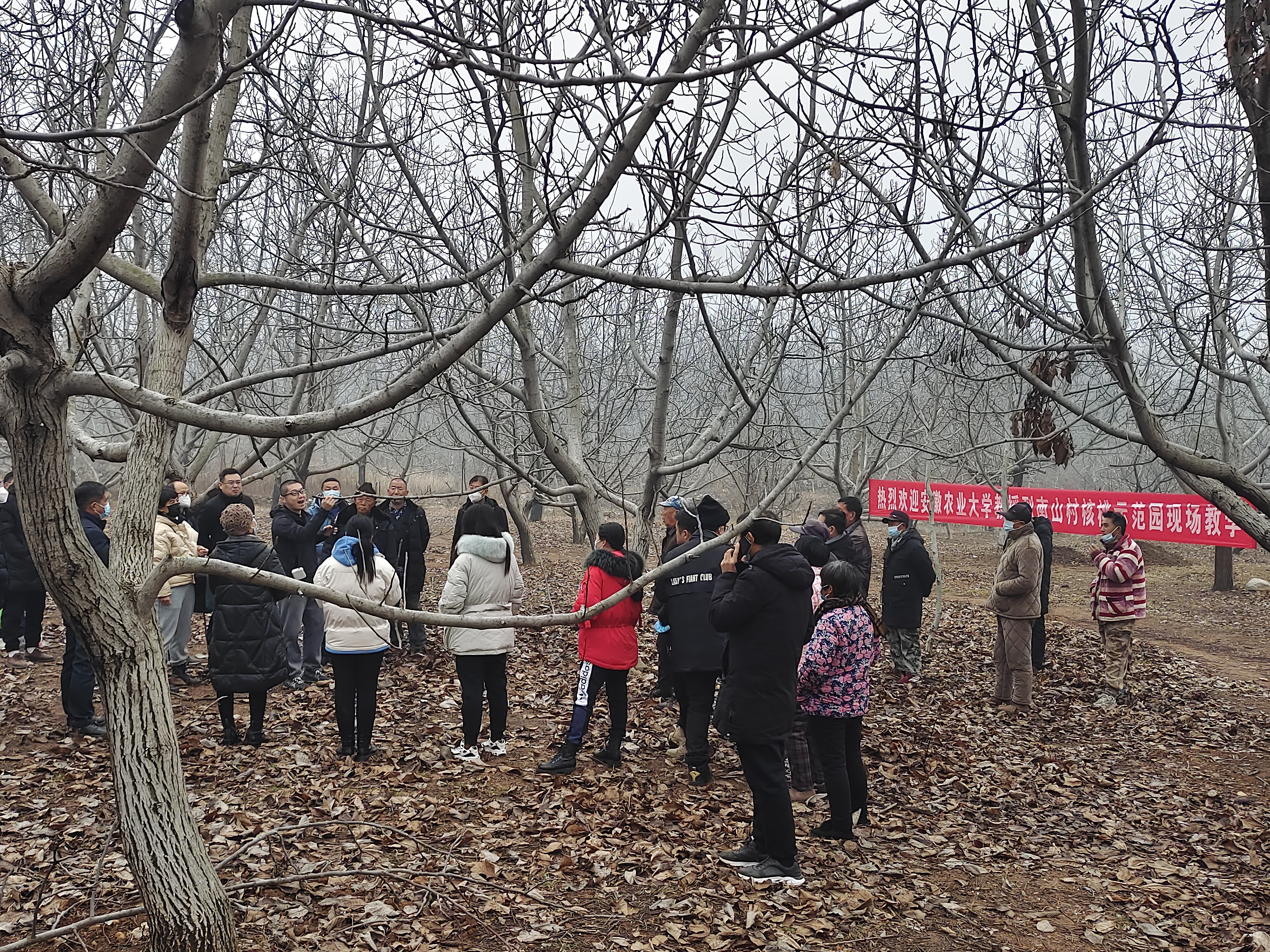 安农大专家团队到南山核桃基地示范指导修剪技术